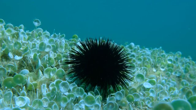 Purple sea urchins (Paracentrotus lividus) sits on the rocky bottom covered with green algae Mermaid's wine-glass or Mermaid's cup (Acetabularia acetabulum) on blue water background in sunlights.