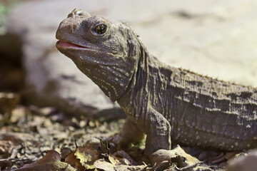 Fototapeta premium Close up of New Zealand Tuatara