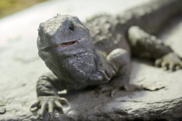 Close up of New Zealand Tuatara showing teeth