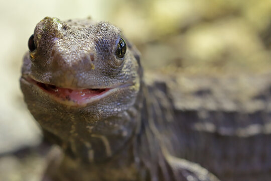 Close up of New Zealand Tuatara