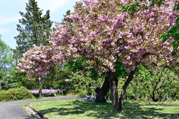 5月の山形 寒河江公園さくらの丘 八重桜