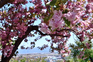 5月の山形 寒河江公園 新緑と八重桜