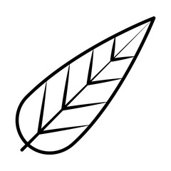 decorative feather icon, line style