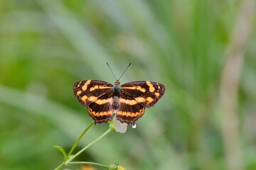 Butterfly from the Taiwan(Symbrenthia lilaea formosanus) Three wire yellow butterfly 