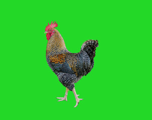 Black and yellow rooster isolated on a green background.