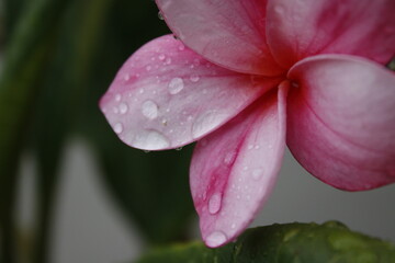 Flor de mayo en un dia lluvioso. © TaniaJackeline
