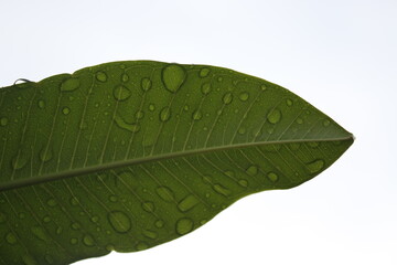 Hoja verde con gotas de lluvia