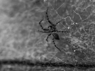 spider on the web
