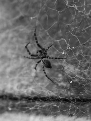 spider on the web
