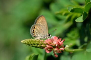 Butterfly (Freyeria putli formosanus) Taiwan's smallest gray butterfly 