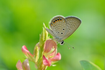 Butterfly (Freyeria putli formosanus) Taiwan's smallest gray butterfly 