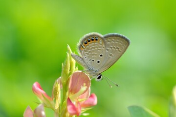 Butterfly (Freyeria putli formosanus) Taiwan's smallest gray butterfly 