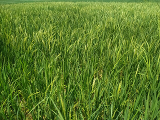 Rice field. Closeup of yellow paddy rice field with green leaf. Natural