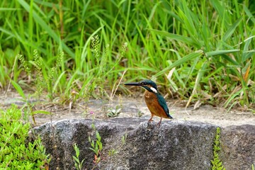 のんびりくつろぐカワセミ幼鳥 オス