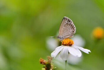 Butterfly ( Zizeeria maha okinawana) Blue Grey Butterfly. 