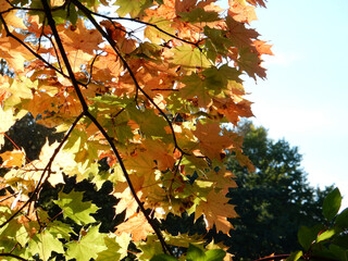 autumn yellow, orange, green, red maple leaves on the sky