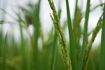 green rice field