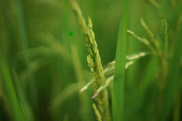 green grass in the wind