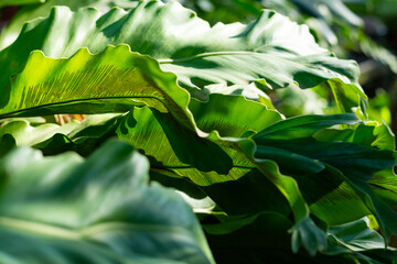 Green leaves in the garden for background