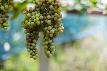 Vineyard In Fall Harvest With Ripe Grapes At Sunset