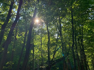Fototapeta na wymiar sun shining through the forest