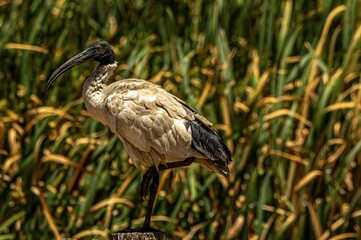 Ibis On One Leg