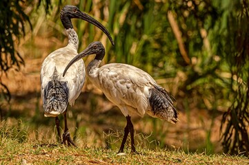 Two Ibis