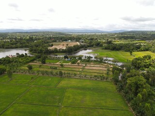 Rice field beside a swamp landscape. High angle shot