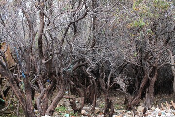 Forest near the active volcano