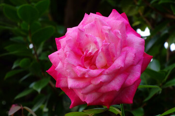 艶やかで優美、華麗なピンク色のバラの花