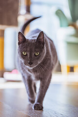 Portrait of a gray cat walking towards the viewer