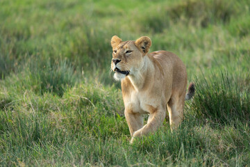 Alert lioness walking through green grass in Ndutu Tanzania