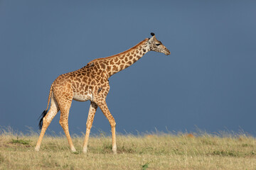 Side view of adult giraffe walking against dark blue sky in Masai Mara Kenya