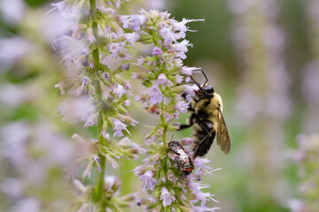 bumblebee on mint