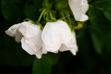 Flores blancas en el bosque con gotas de lluvia