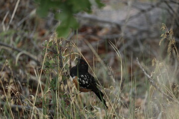 Song bird in the brush