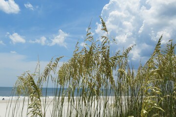 Sand dunes on the beach n Atlantic coast of North Florida