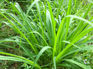 Obraz premium Lemongrass or Lapine or West Indian were planted on the ground. It is a shrub, its leaves are long and slender green