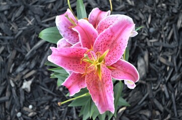 Asiatic Lily Flower