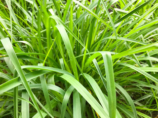 Lemongrass or Lapine or West Indian were planted on the ground. It is a shrub, its leaves are long and slender green