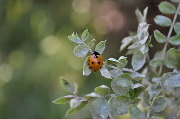 ladybug on a tree