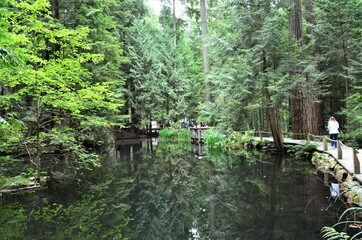 bridge in the forest