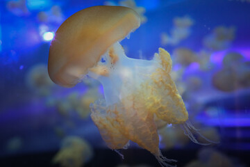 Lot of jelly fish in blue deep aquarium 