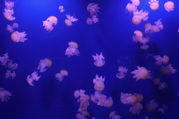 Fototapeta na wymiar small jelly fishes blue background texture pattern 