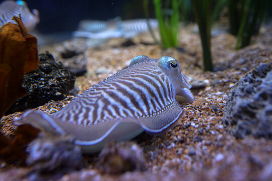 cuttlefish in aquarium , closeup 