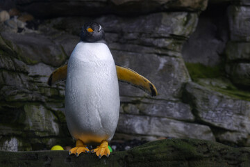 penguin in natural zoo , with rocks and toys 
