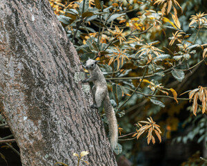 White squirrel on a large tree in the trough of autumn foliage  