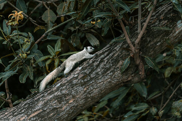 Obraz premium White squirrel on a large tree in the trough of autumn foliage 