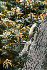 White squirrel on a large tree in the trough of autumn foliage  