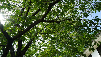 Fototapeta premium 新緑のイメージ 美観地区